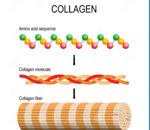 włókna kolagenowe